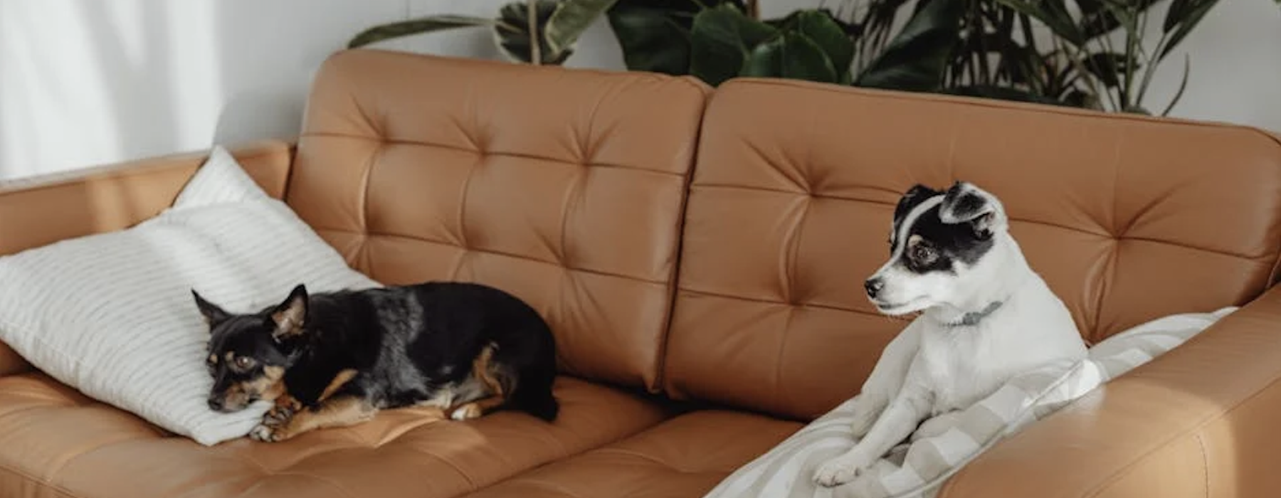 pet friendly living spaces