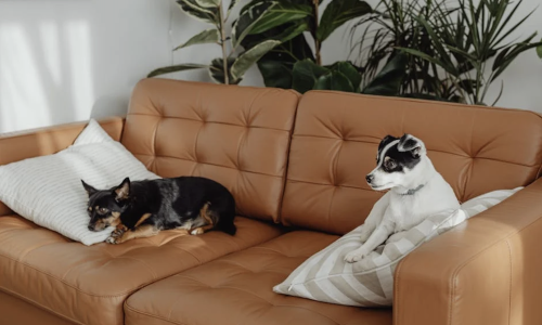 pet friendly living spaces