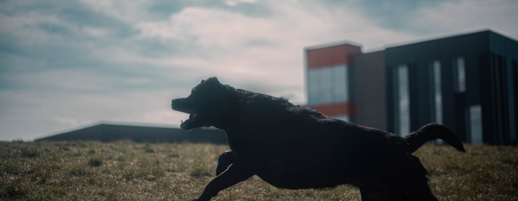apartments with dog run