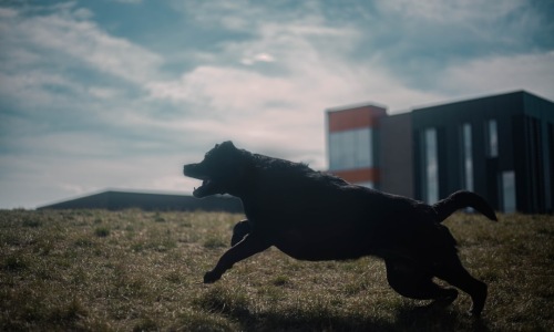 apartments with dog run